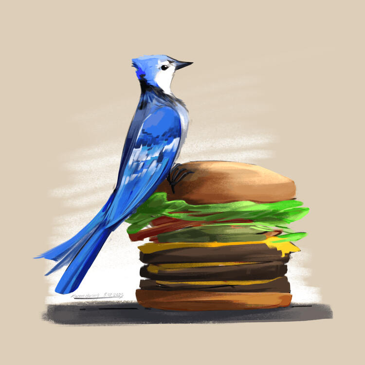bluejay of the burger